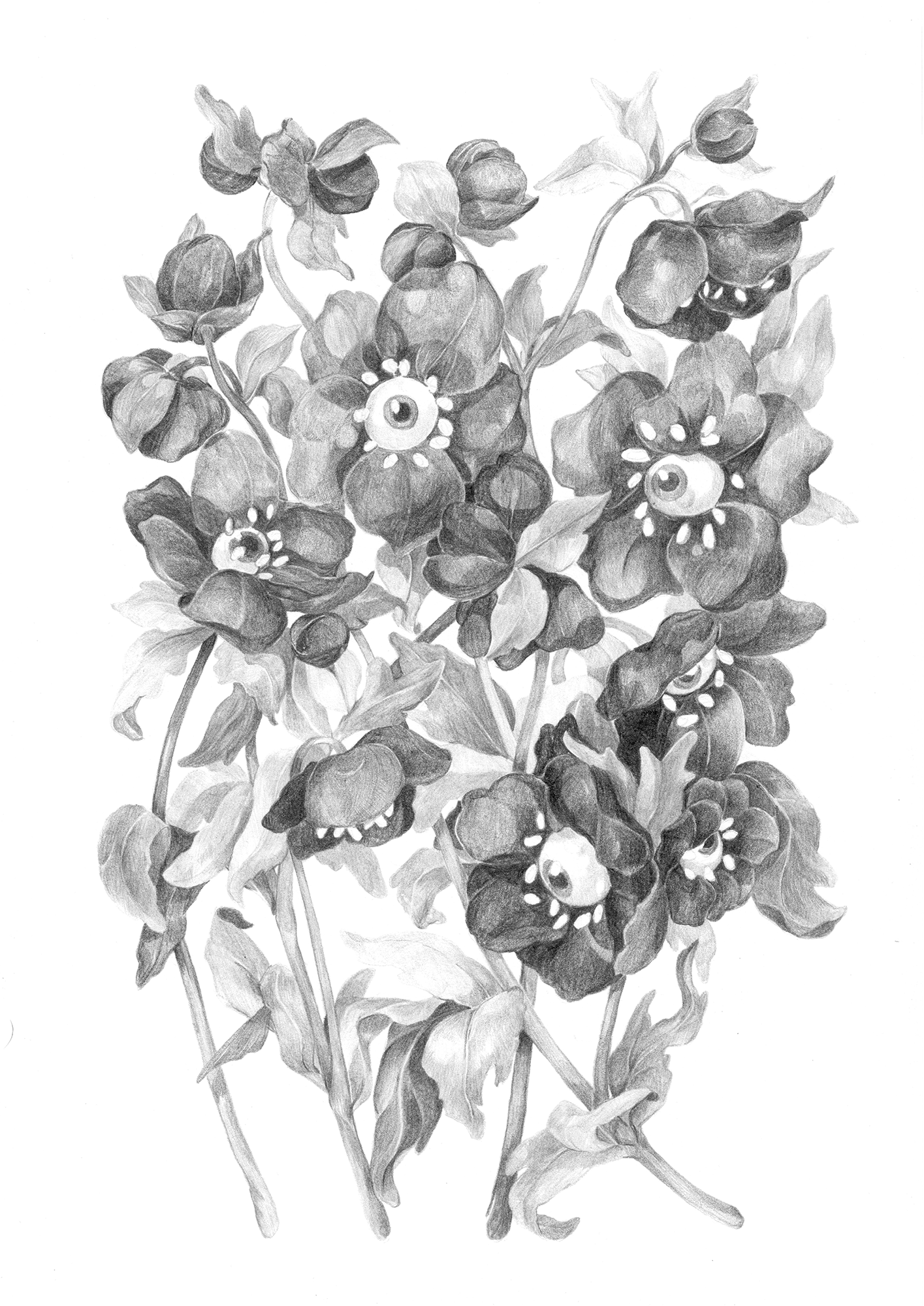 Not a Flower